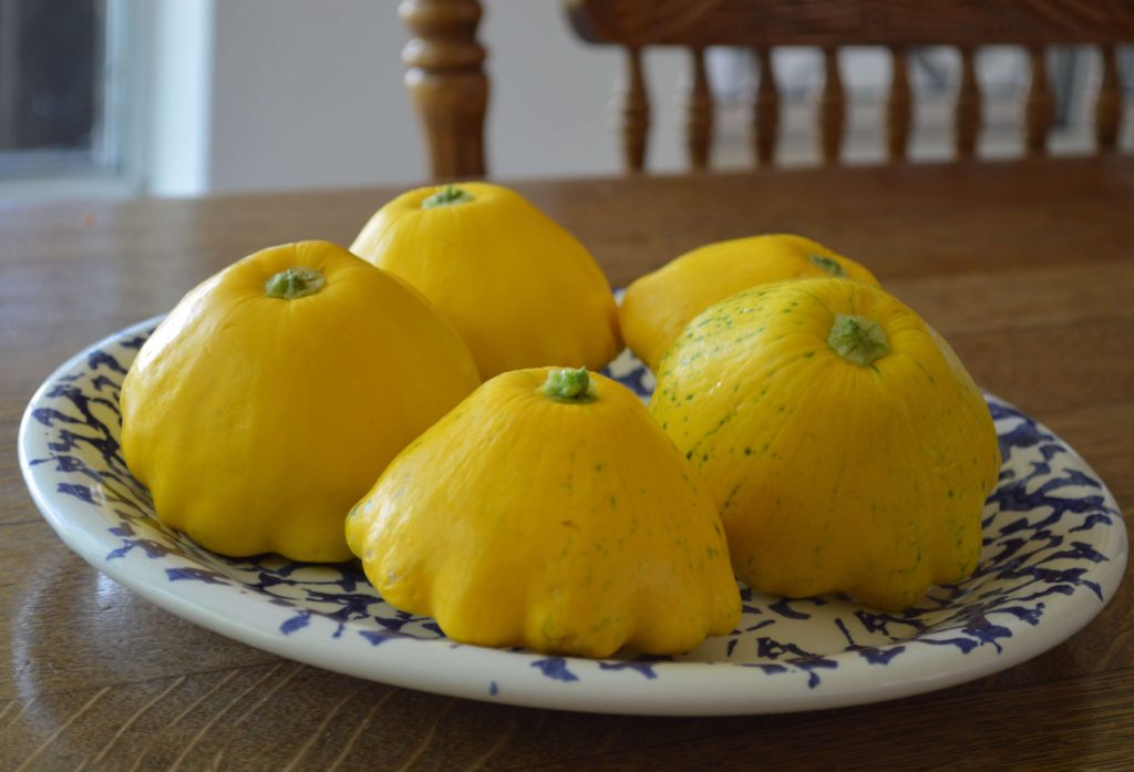 Flying Saucer Squash before they are cut